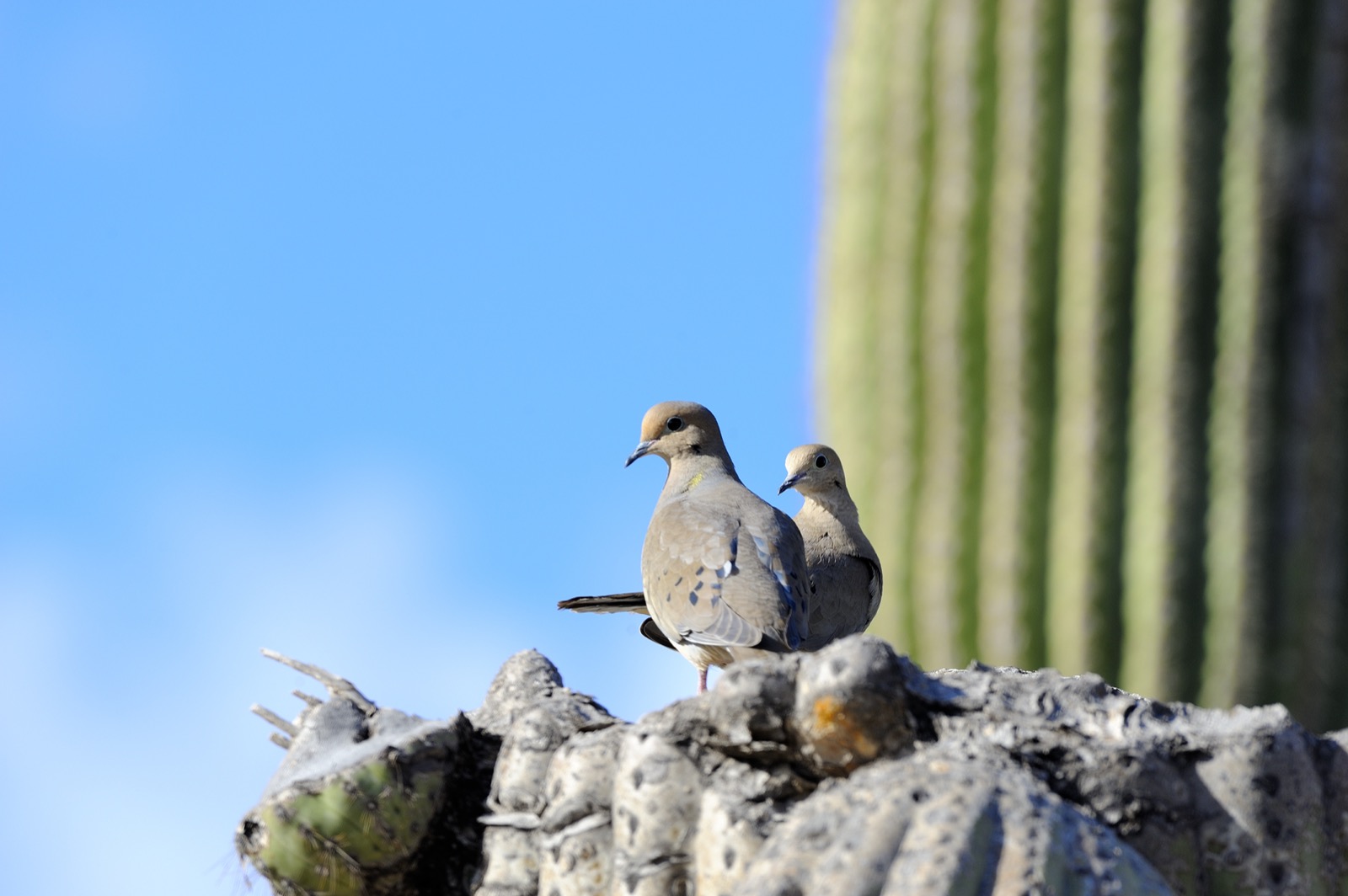 Doves on old saguaro